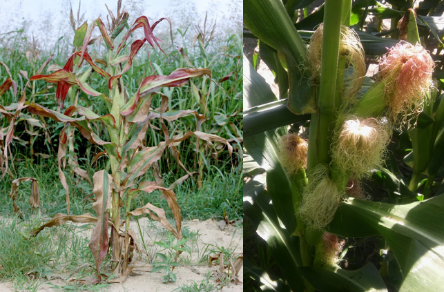 Achaparramiento del maíz en el norte del país, una enfermedad a tener en cuenta en años húmedos - Campo Para Todos
