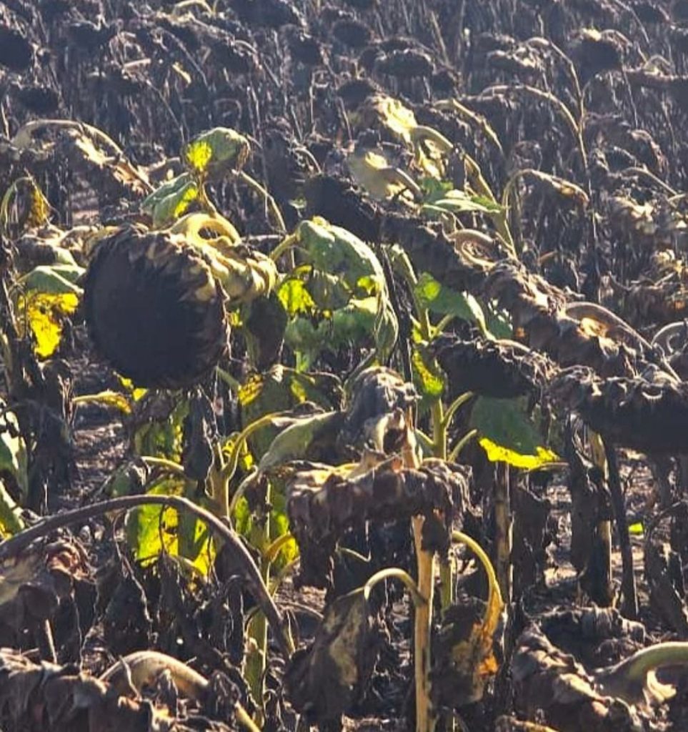 Agricultura en Santiago del Estero: récord de girasol y contrastes hídricos en soja y maíz Agricultura en Santiago del Estero: récord de girasol y contrastes hídricos en soja y maíz